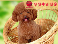 长春狗做动物亲子鉴定