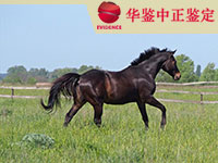 长春马做动物亲子鉴定