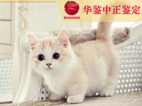 长春猫做动物亲子鉴定