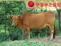 长春牛做动物亲子鉴定
