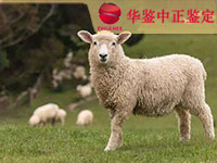长春羊做动物亲子鉴定