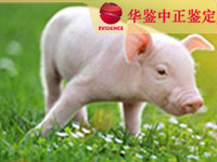 长春猪做动物亲子鉴定